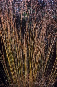 Molinia caerulea 'Edith Dudszuz' Молиния голубая