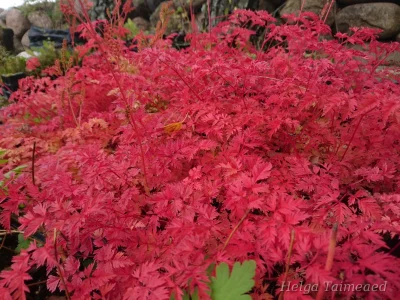Aruncus aethusifolius 'Filigran' Волжанка петрушколистная