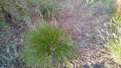 Sporobolus heterolepis