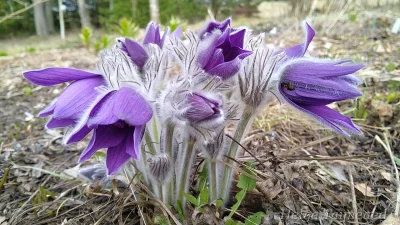 Pulsatilla slavica