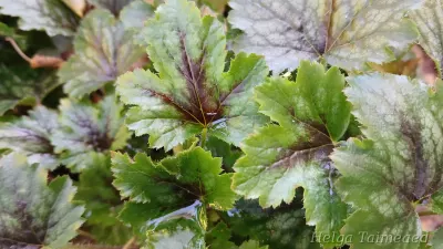 Heucherella 'Pink Revolution' Pisipööris