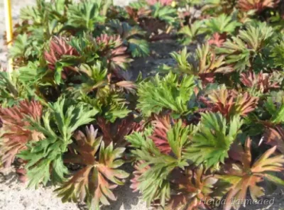 Aconitum carmichaelii 'Royal Flush' Борец Кармихеля