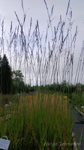 Molinia arundinacea 'Karl Foerster' Roog-sinihelmikas