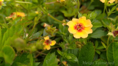 Potentilla x tonguei