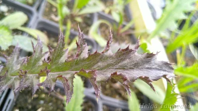 Carlina acaulis ssp. caulescens 'Bronze'