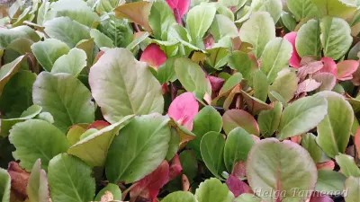 Bergenia cordifolia 'Morgenröte' südajas bergeenia