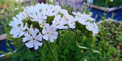 Lychnis chalcedonica  'Alba' Горицвет халкедонский