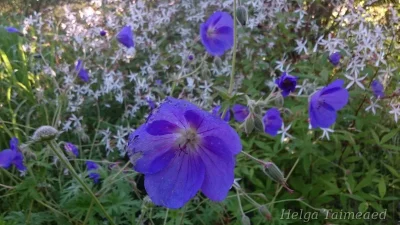Geranium 'Orion' Герань