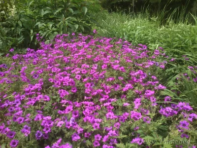 Geranium 'Patricia' Герань мелкотычинковая