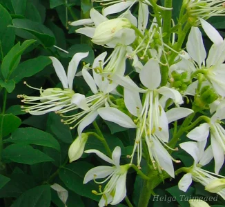 Dictamnus albus albiflorus Ясенец белый