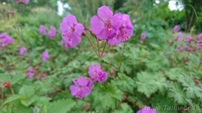 Geranium x cantabrigiense 'Karmina' Герань кембриджская