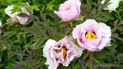 Paeonia rockii Пион Рока
