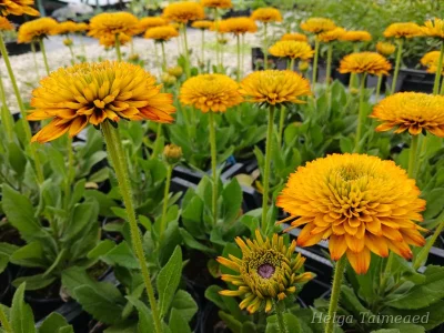 Rudbeckia hirta 'Fireball'