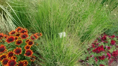 Molinia caerulea 'Heidezwerg' harilik sinihelmikas