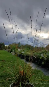 Molinia caerulea 'Poul Peterson' Молиния голубая