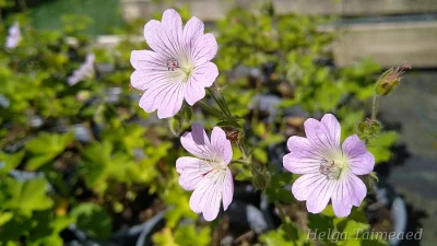Geranium renardii 'Chantilly' Säbar-kurereha