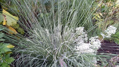 Molinia arundinacea 'Mostenveld'