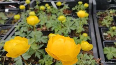 Trollius europeus  ́Lemon Supreme ́