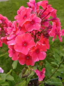 Phlox paniculata 'Tequila Sunrise'