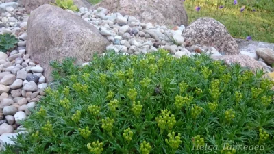 Azorella trifurcata 'Nana' harkjas azorell
