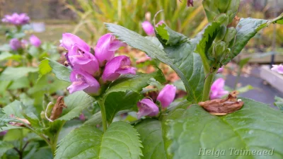 Chelone obliqua 'Jenimienie'