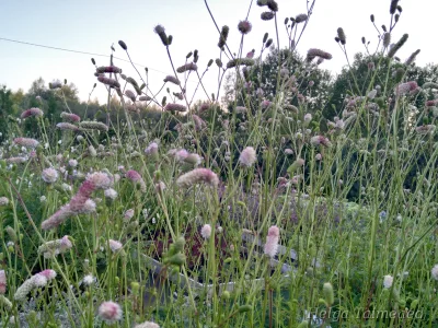 Sanguisorba dodecandra