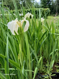 Iris pseudacorus 'Creme de la Creme' Ирис болотный