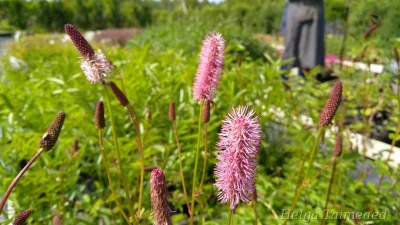 Sanguisorba hybridum   ́Wake Up ́ ®
