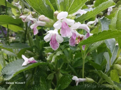 Melittis melissophyllum 'Royal Velvet Distinction'