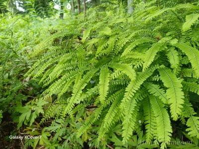 Adiantum pedatum