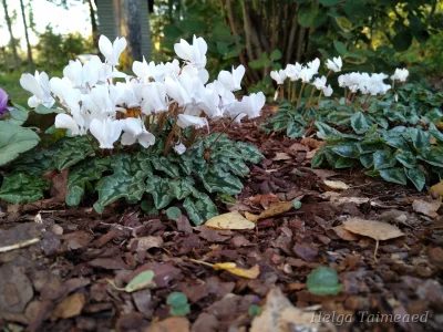 Cyclamen hederifolium 'Album'