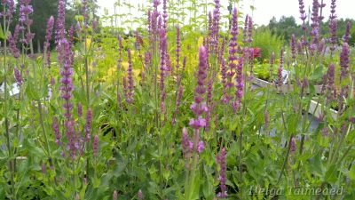 Salvia nemorosa 'Amethyst'