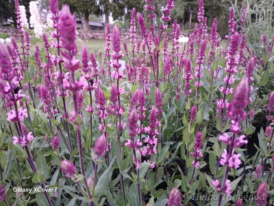 Salvia nemorosa 'Caradonna Pink'