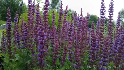 Salvia nemorosa 'Ostfriesland' Шалфей дубравный