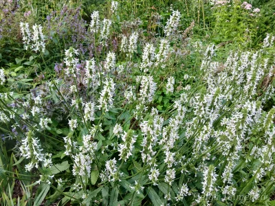 Betonica nivea (Stachys nivea; S.discolor Чистец разноцветный­