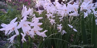 Paradisea liliastrum Парадизея лилиевидная