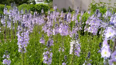 Veronica gentianoides 'Robusta' Вероника горечавковая