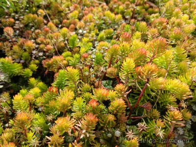 Sedum rupestre 'Angelina' Очиток скальный