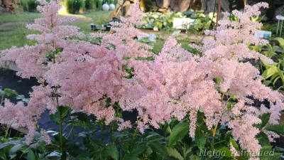 Astilbe 'Younique Silvery Pink'