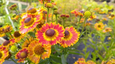 Helenium autumnale 'Fuego'