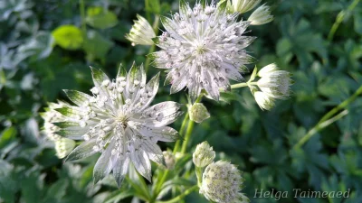 Astrantia major 'Shaggy' Астранция крупная