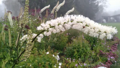 Cimicifuga simplex  'White Pearl' Клопогон обыкновенный