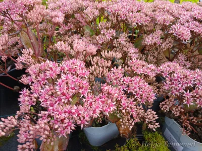 Hylotelephium (Sedum) 'Cloud Walker' Очиток