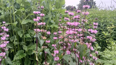 Phlomis tuberosa 'Amazone' Mugul-tuliürt