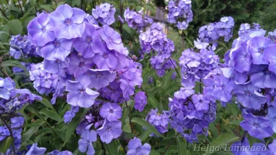 Phlox paniculata 'Blue Paradise' Флокс метельчатый