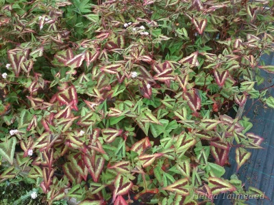 Persicaria runcinata ‘Purple Fantasy’ (Persicaria microcephala) Змеевик