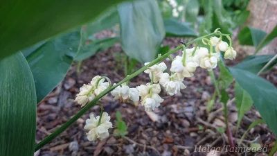 Convallaria majalis 'Prolificans' Ландыш майский
