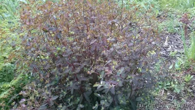 Euphorbia dulcis  'Chameleon' Молочай сладкий