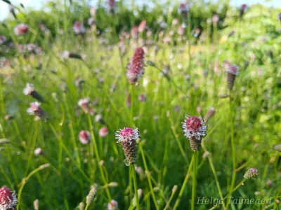 Sanguisorba 'Rock and Roll' Кровохлёбка