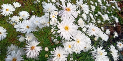 Symphyotrichum novi-belgii (Aster) novi-belgii 'White Ladies'